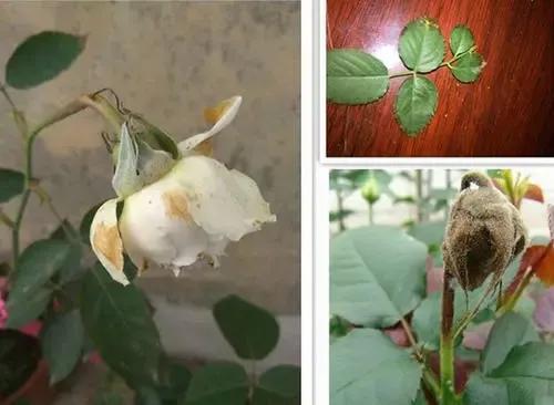 月季白粉病和灰霉病怎么区分,治疗灰霉病月季农药前十名排行