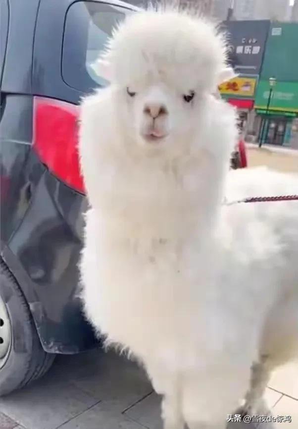 羊驼吃掉主人金项链,羊驼吃金链子