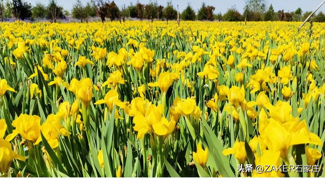 石家庄早新闻,早新闻完整内容