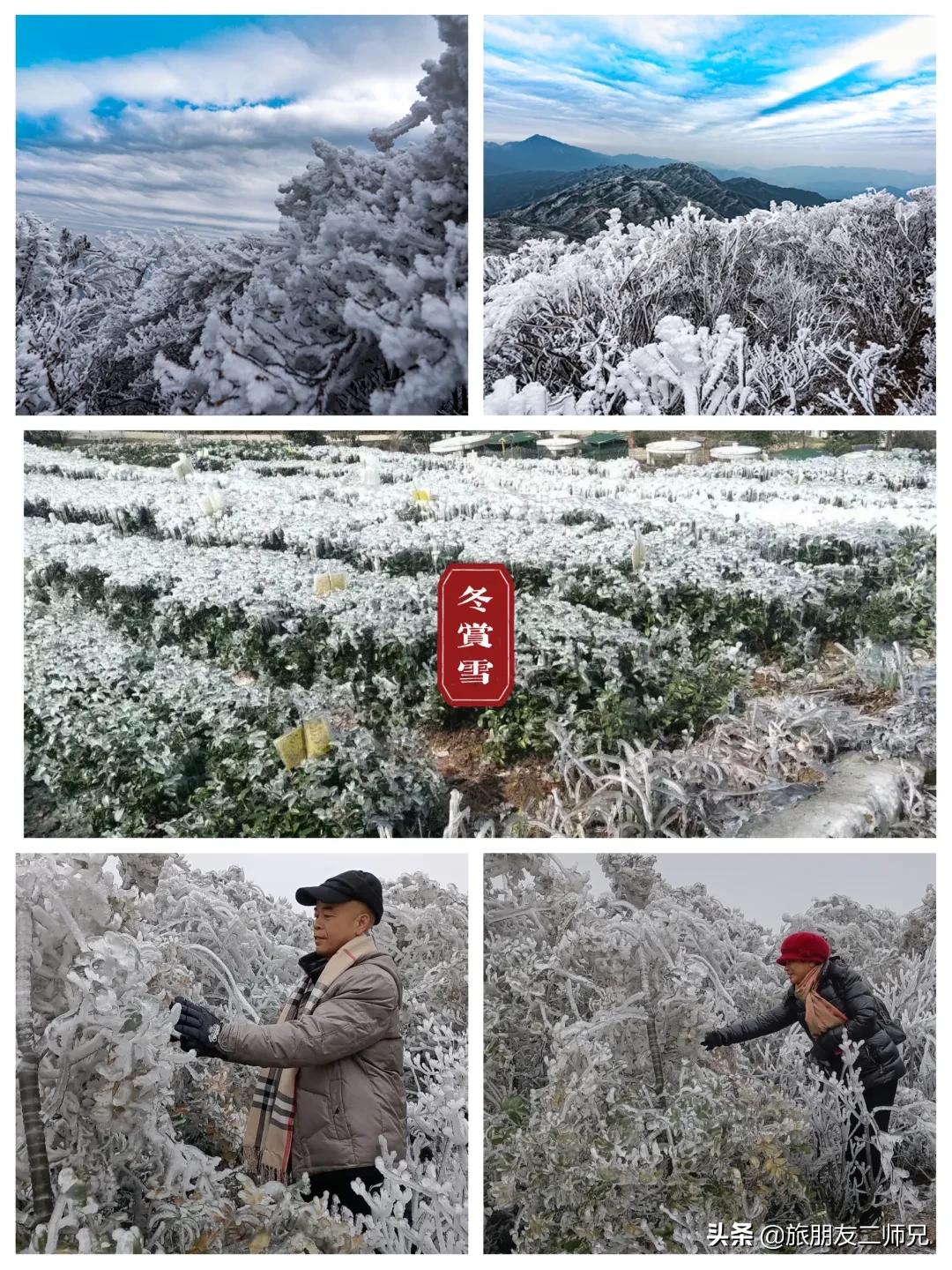 清远金子山旅游攻略看雾凇,广东金子山雪景旅游攻略