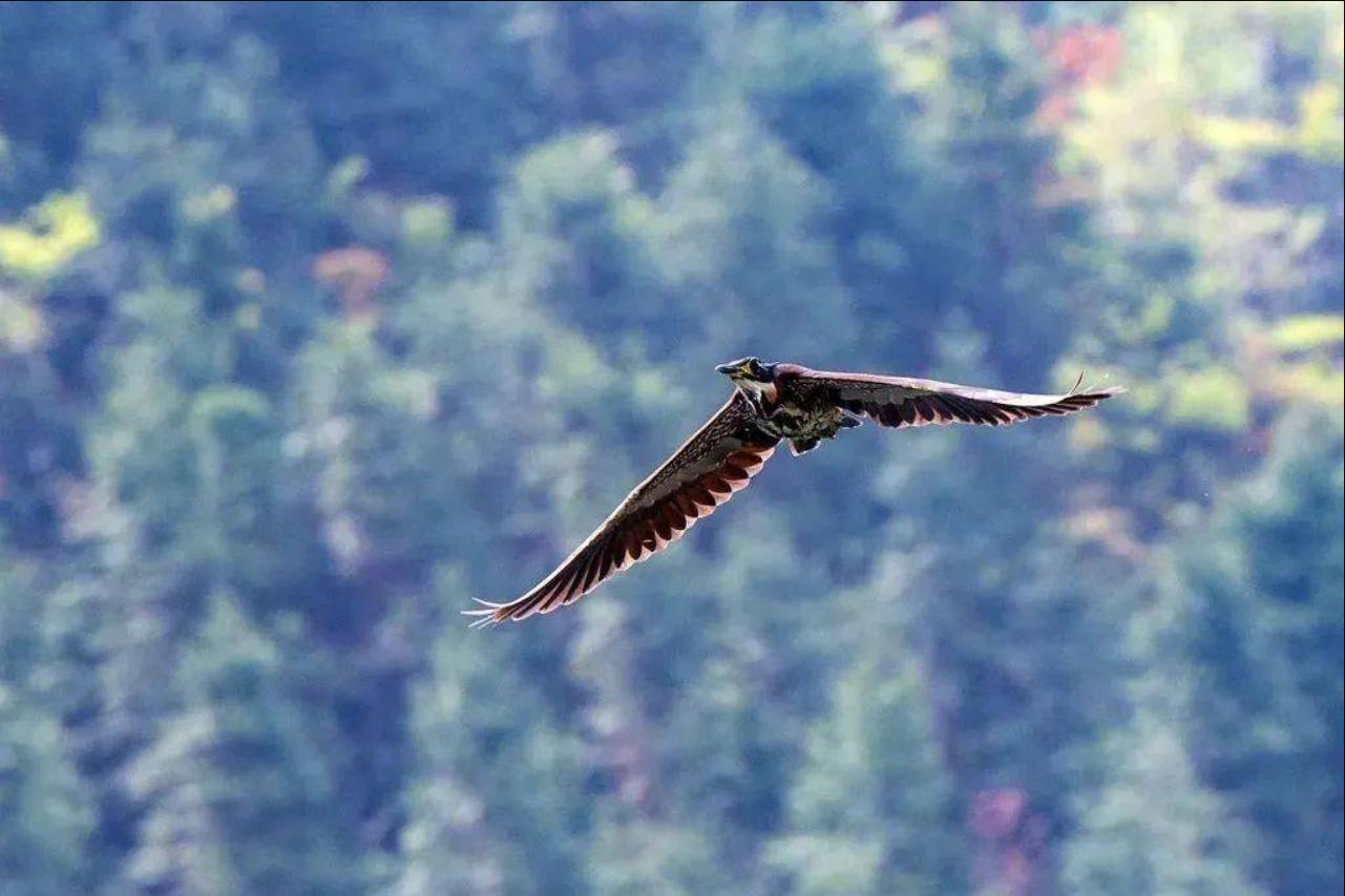 杭州钓鱼男子救人,广东男子在河边救下一只怪鸟