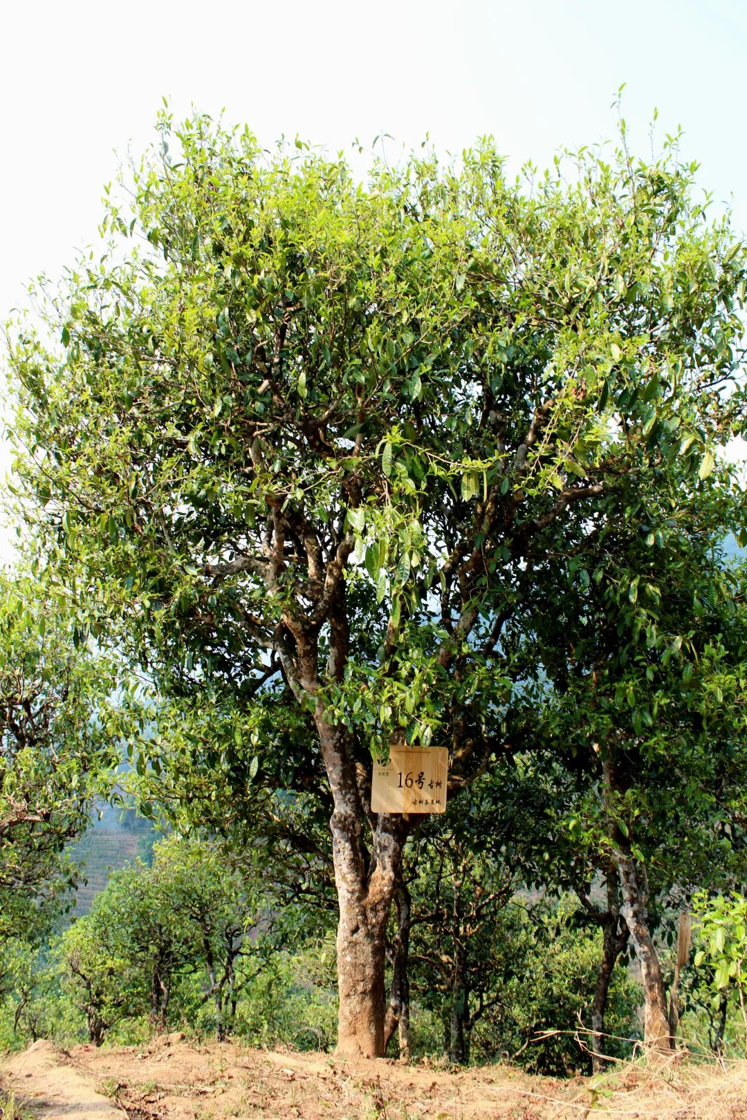 网购茶叶怎么选购最好的呢,盘点网购茶叶的4个省钱小技巧