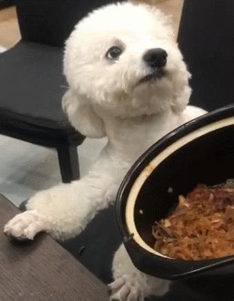 这20种食物，对狗来说是“毒药”，你还在给它吃吗？