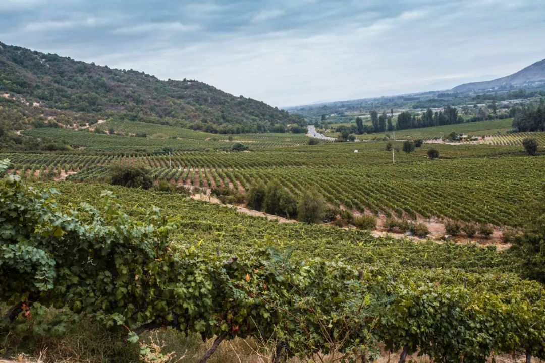 智利葡萄酒有哪些年份好,智利的变化