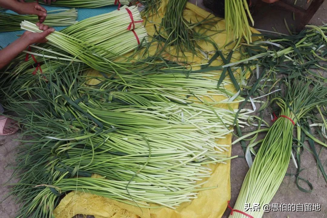 五一快到了农村拔蒜苔,五一劳动节收蒜苔