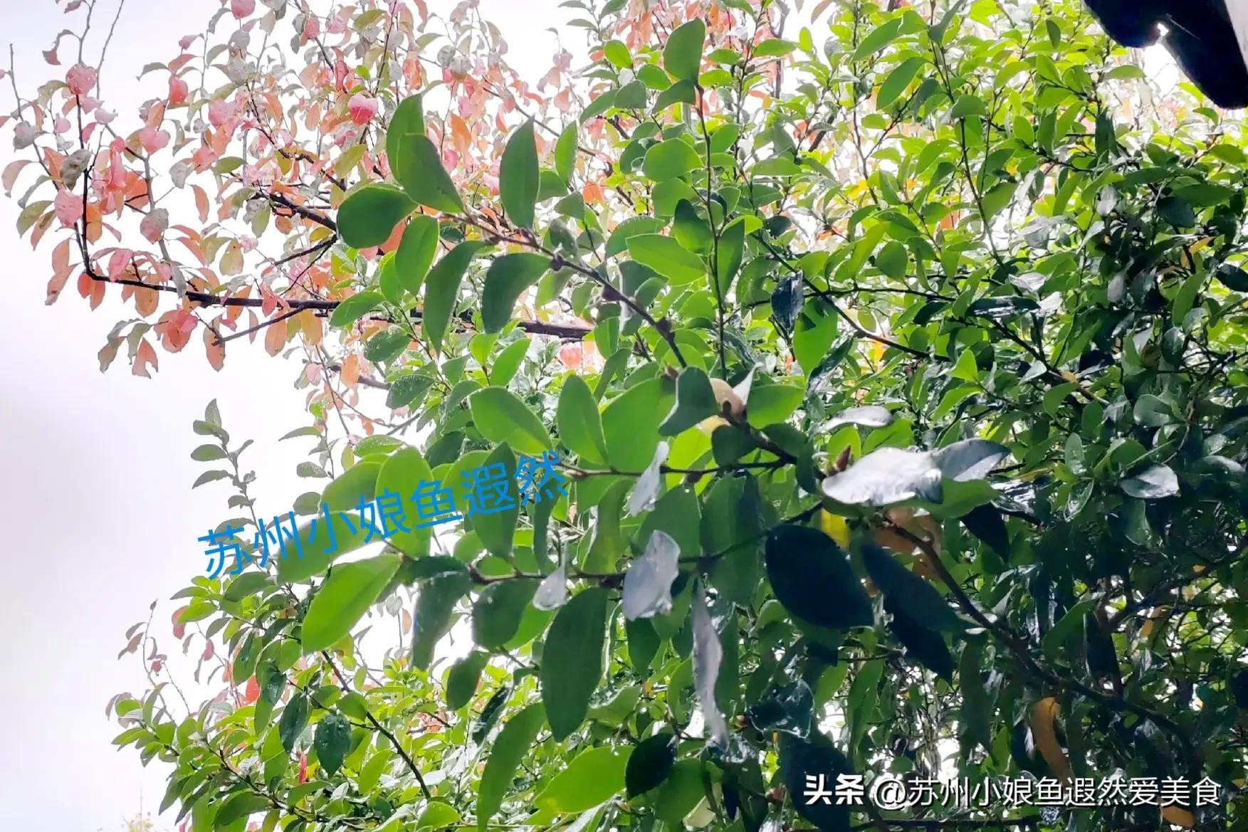 苏州古寨旅游攻略,苏州一日游攻略探索更好玩的景点