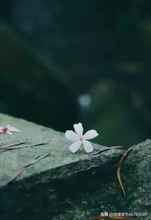 轻捻岁月的沉香，守一份时光的云淡风轻！「散文」