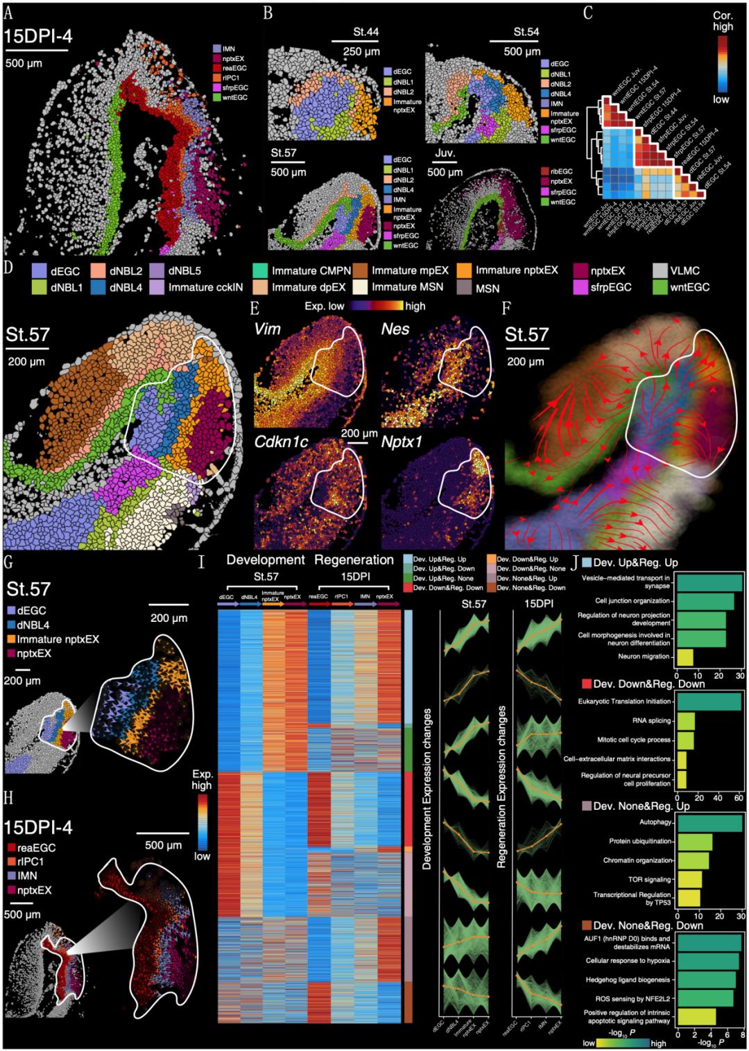海关查处的蝾螈有哪些,上海海关查获蝾螈后续