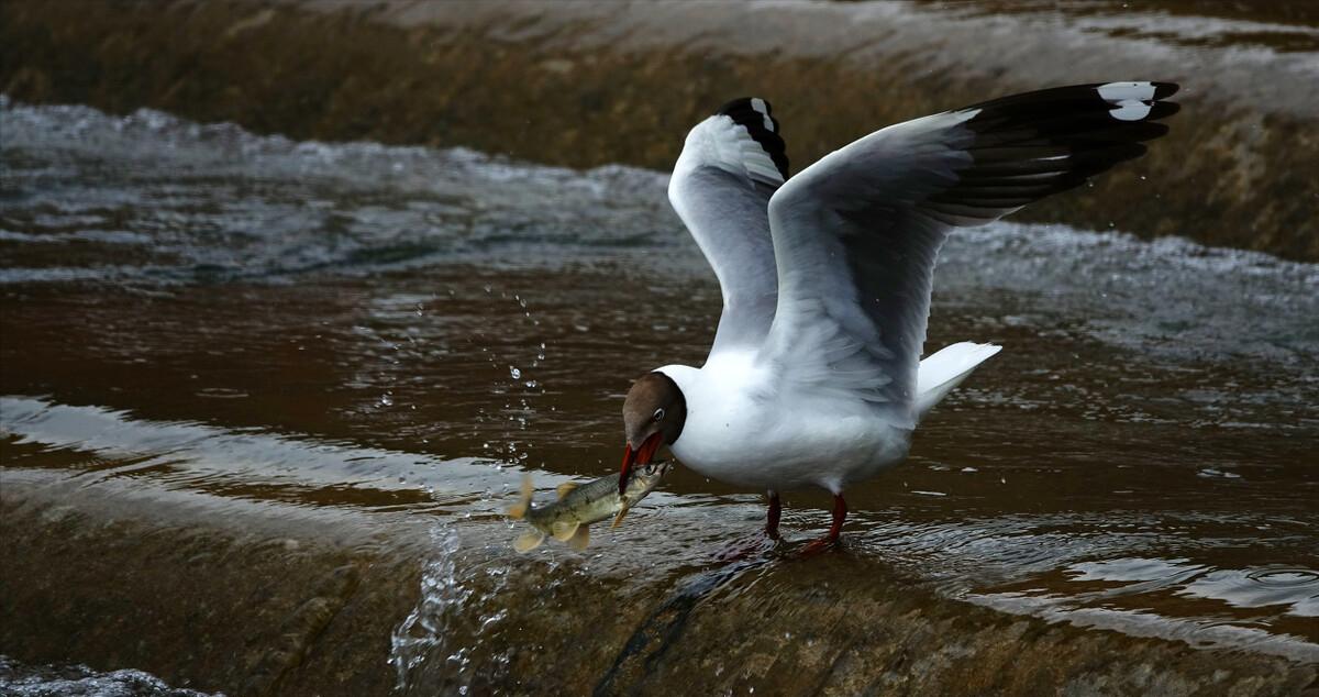 湟鱼洄游全过程,湟鱼洄游障碍