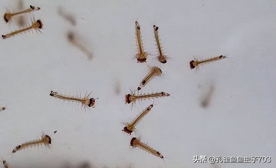 春季鱼为什么死亡如何救活,自己养的鱼无征兆死亡怎么回事