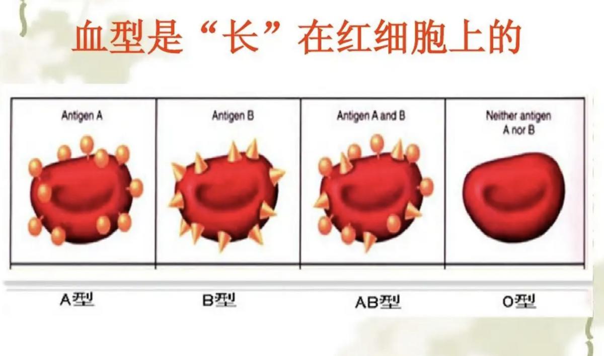 全球不到100例的疾病,史上最罕见的熊猫血