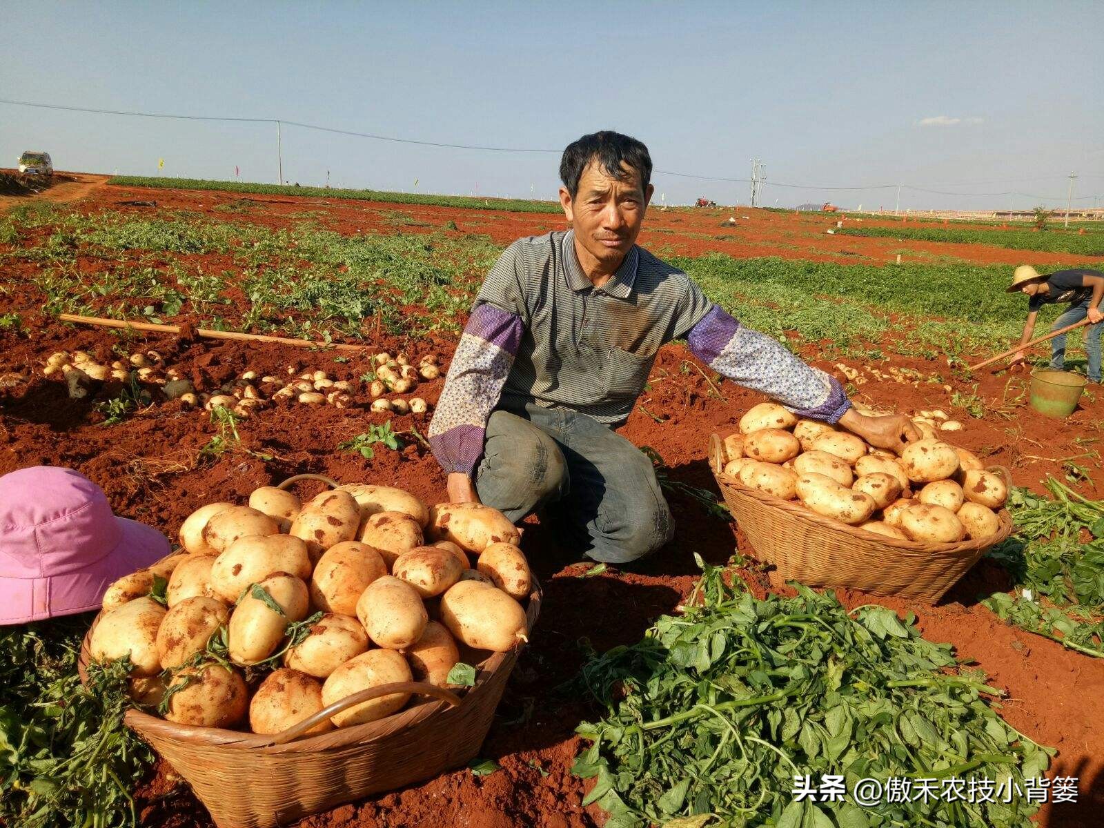 南方土豆种植技术怎么才能高产,想让土豆酥脆可口放什么