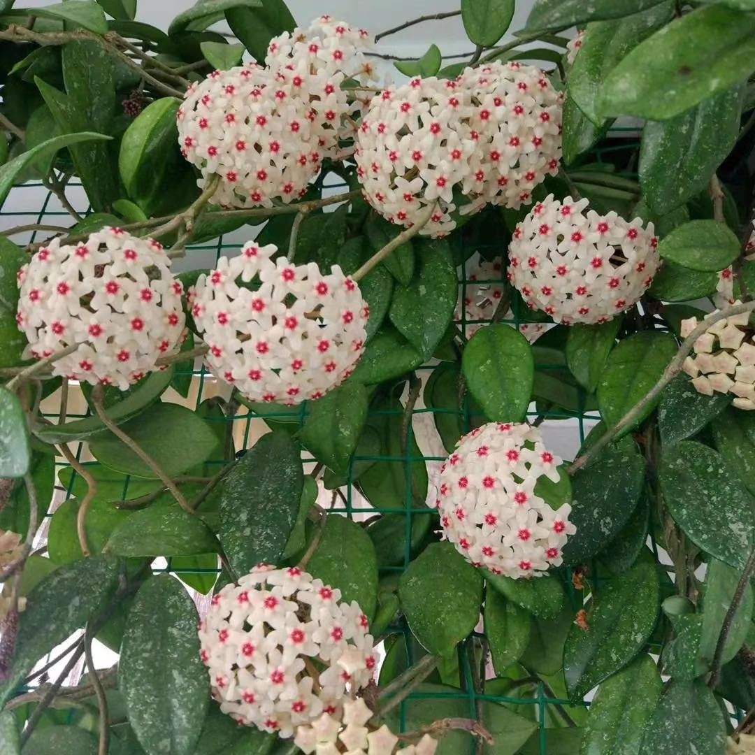 又香又适合阳台养的花,什么带香味的花室内养好看