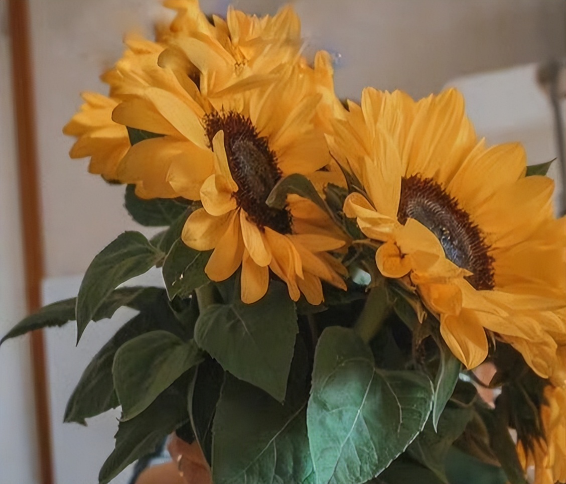 最惹不起的四大星座脾气大城府深,心思缜密能够洞悉别人内心的星座