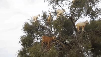 摩洛哥踢球干净吗,摩洛哥的羊为什么上树