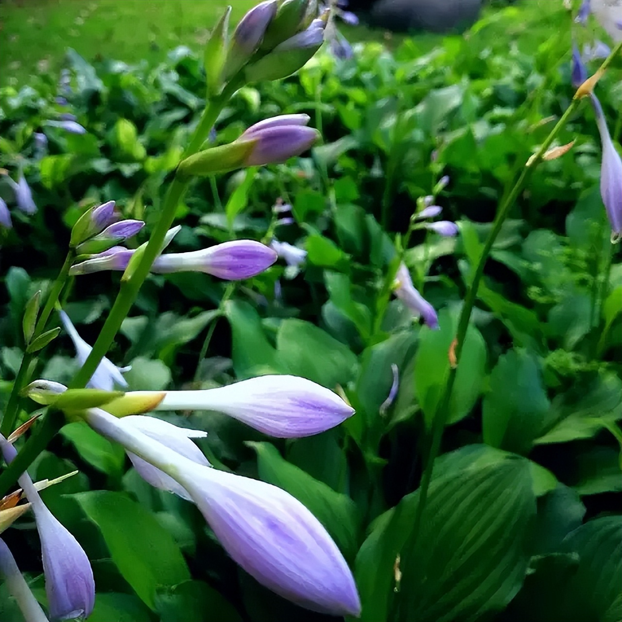 家里不栽梧桐树的原因,家中海棠有什么说法