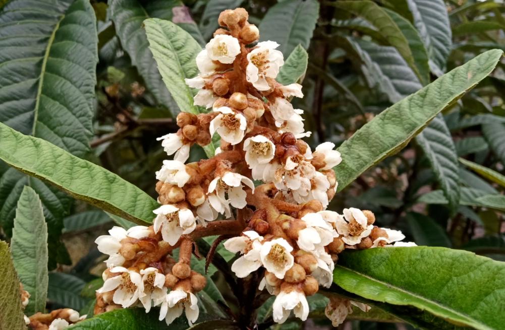 农村老人口中这种“止咳花”也火了，化痰止咳，2023年看见别错过