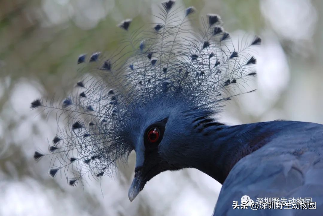 苗鸟怎么读,苗疆蛊事