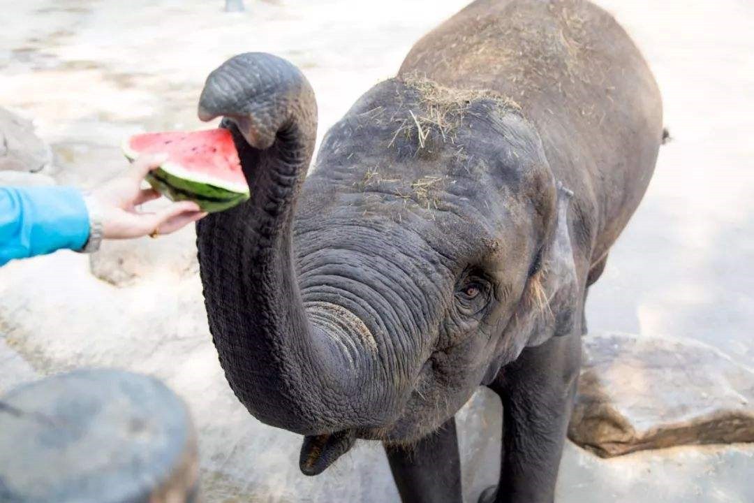 世界上最聪明的动物是什么动物,世界上最聪明的十种动物排名