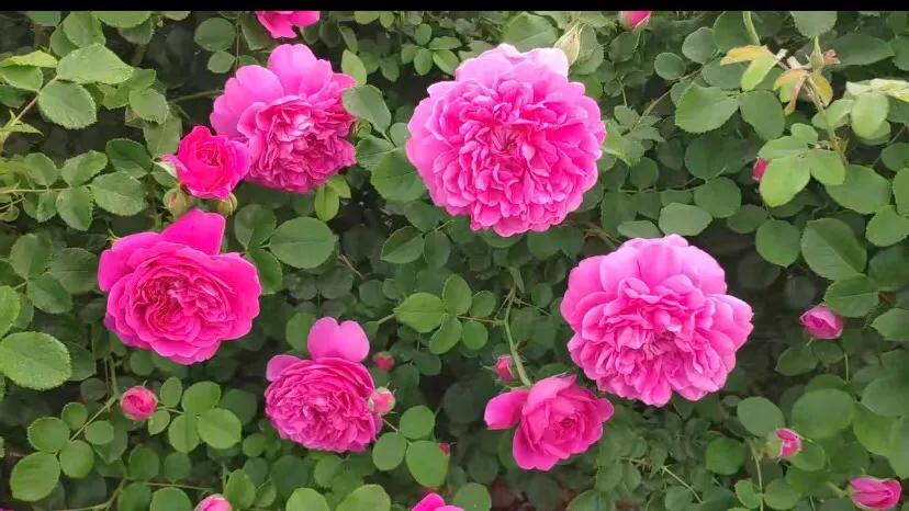 月季安妮公主怎么养,美人丽芙法式优雅月季