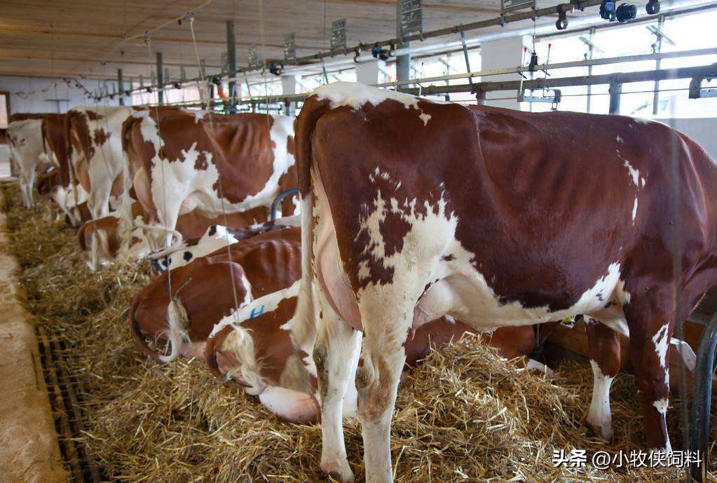 怎么治牛的胎衣不下,牛生下犊牛胎衣不下怎么办