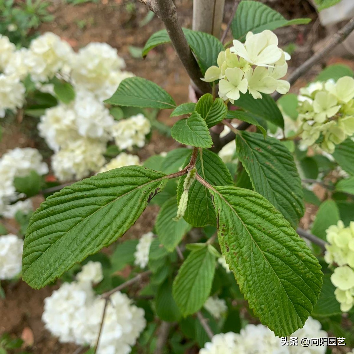 木绣球叶片,木绣球看叶子识别品种