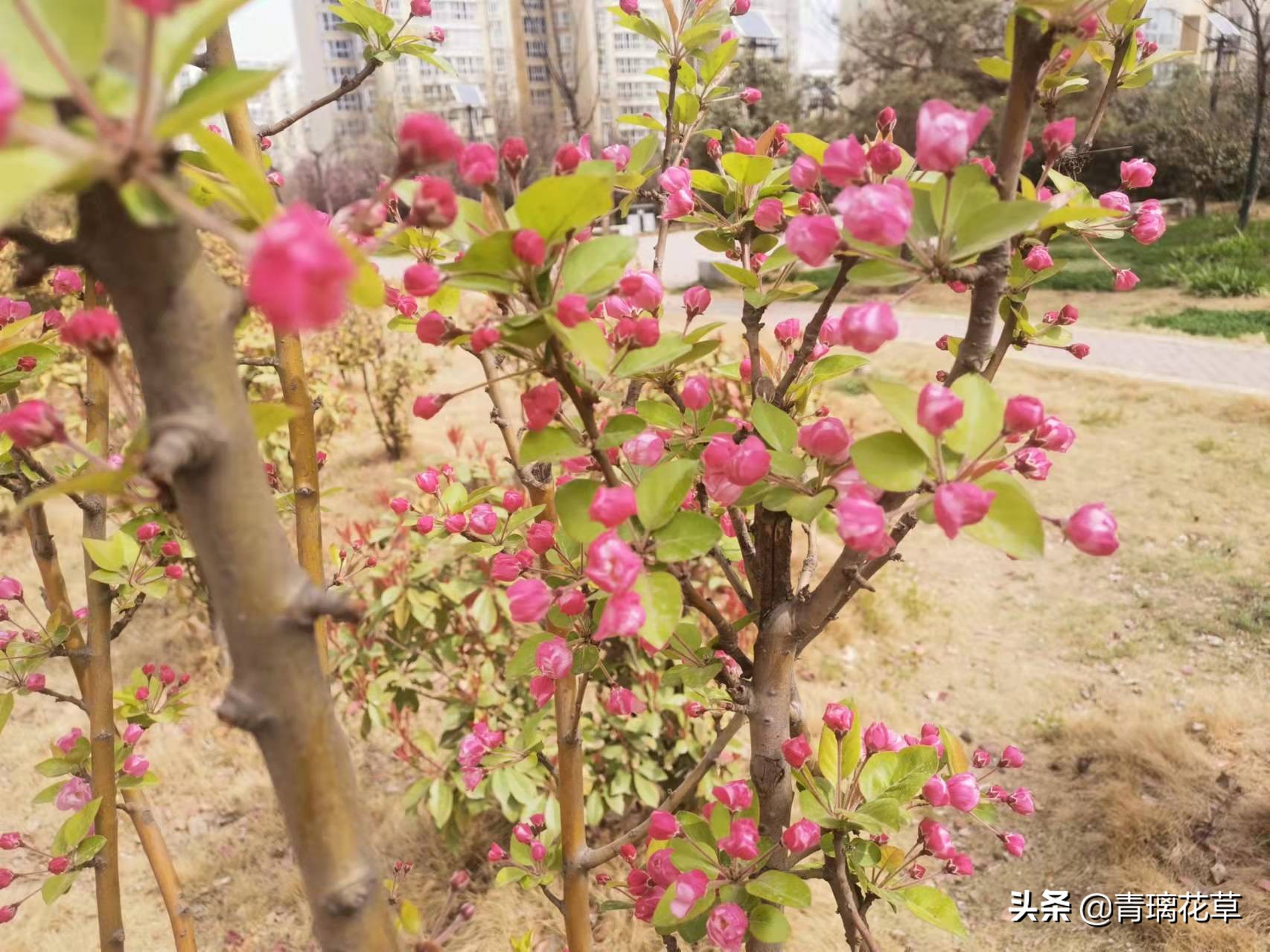 如果有了自己的院子你会种什么,如果有个院子会种什么果树