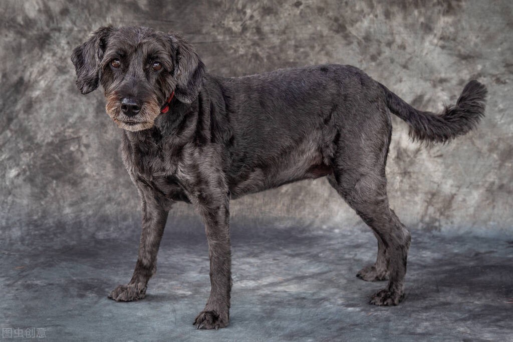 脾气好到爆的六种狗狗你喜欢哪种,狗狗的五个特征你家里有没有