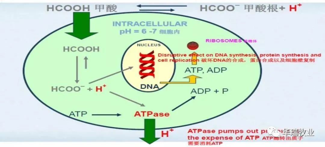 对虾镰刀菌用什么杀菌剂最好,对虾使用有机酸解毒