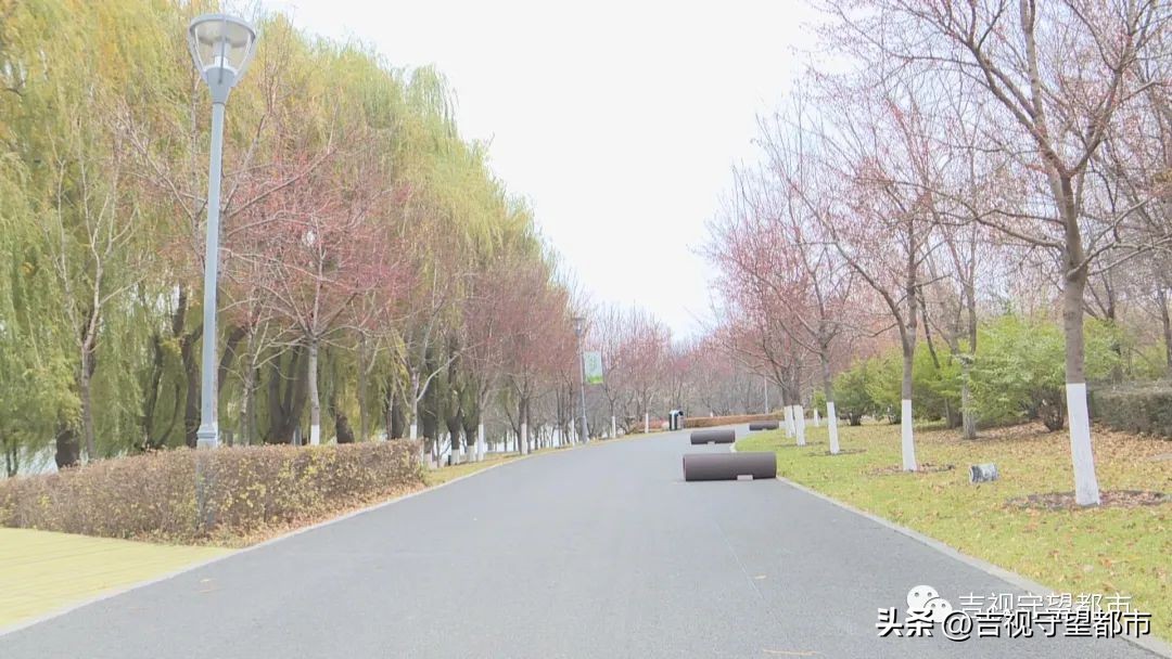 小鸟建设鸟巢过程,鸟巢翻修