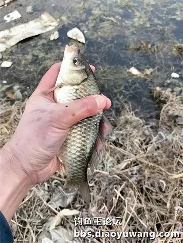 用饵料钓小河边的鱼,用钓鱼王饵料能钓到什么鱼