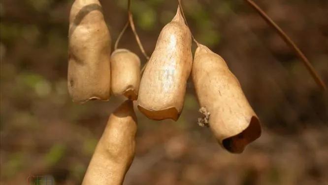 土贝母是什么味,土贝母植物果实照片