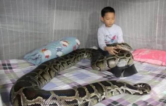 世界上真的有人放生蛇吗,放生巨型眼镜蛇