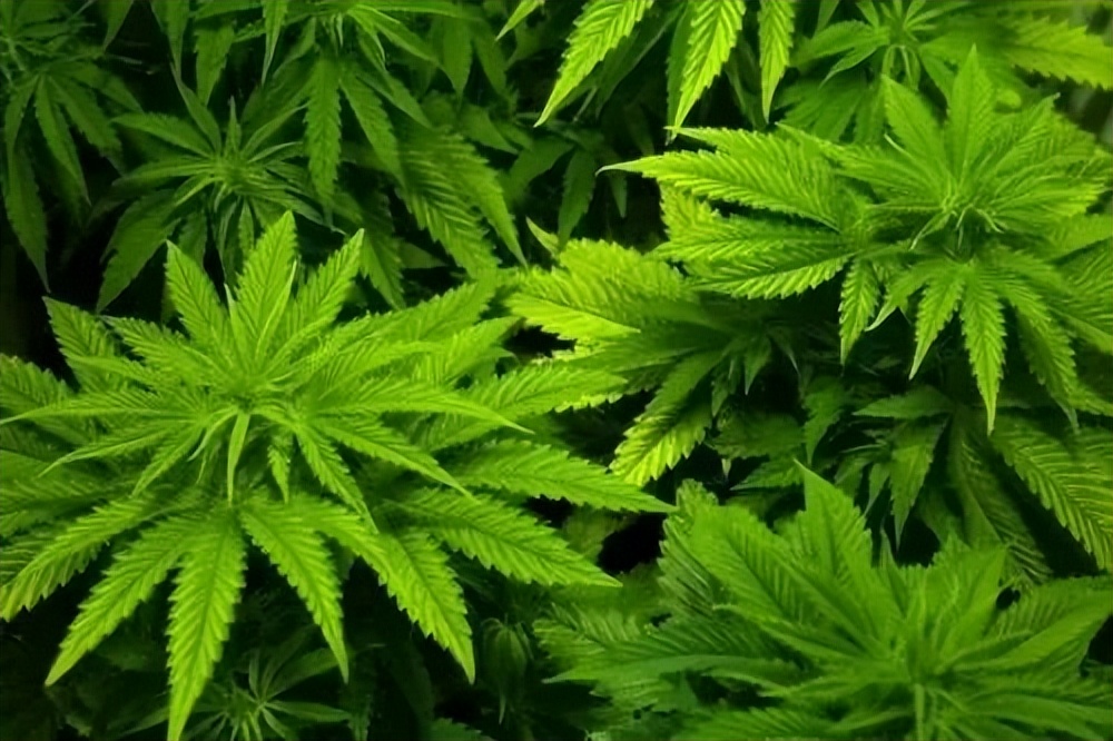 全国禁毒知识竞赛,高一禁毒知识答案