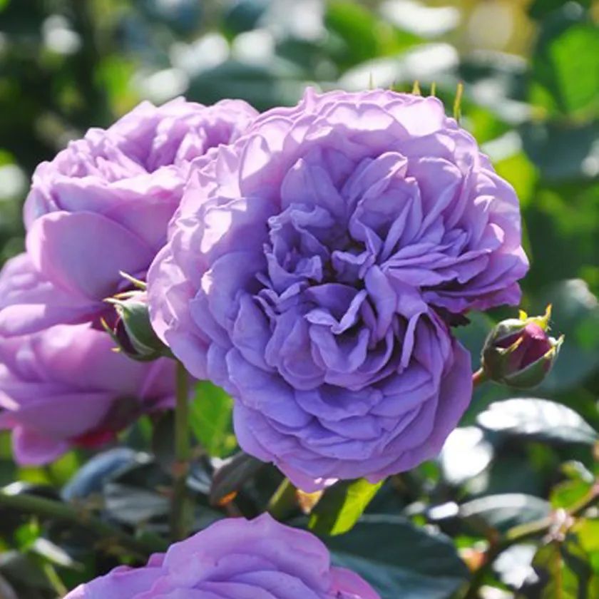 月季系列大全及图片,8张图教你分清月季的花型