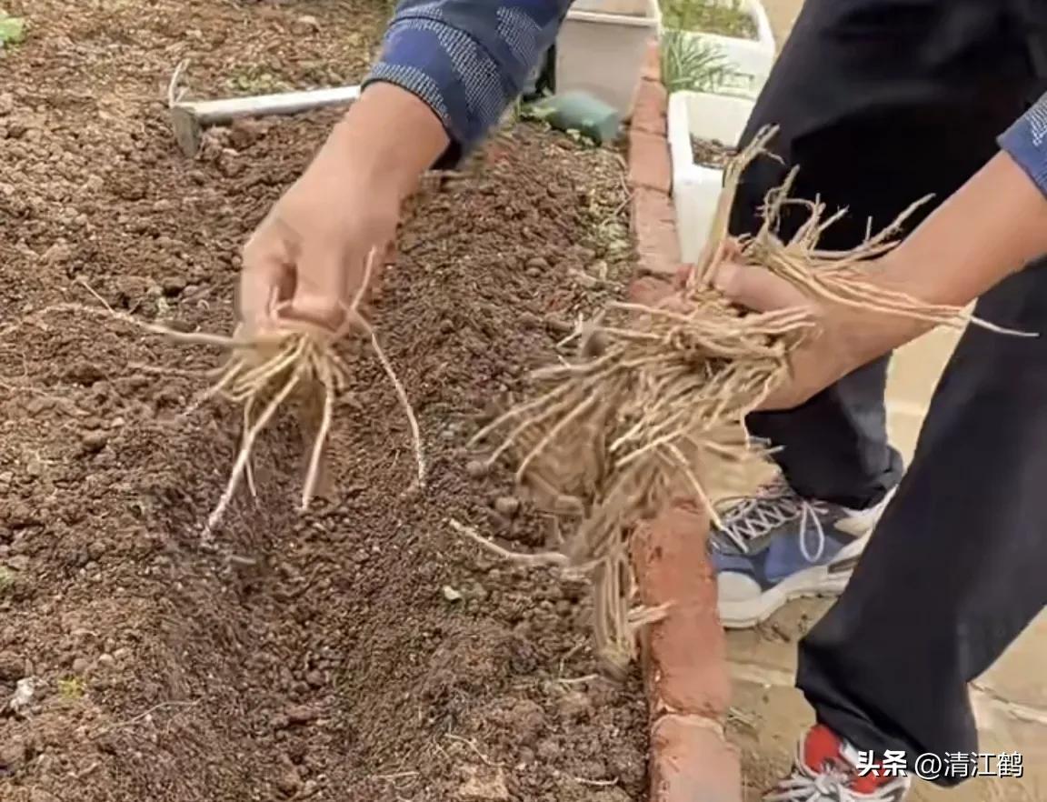 露笋高产吗,莴笋的种植方法和时间