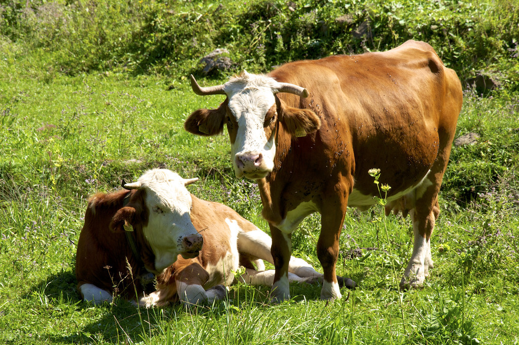 短文介绍了牛的哪些特点,说明文写一写牛的外形特点