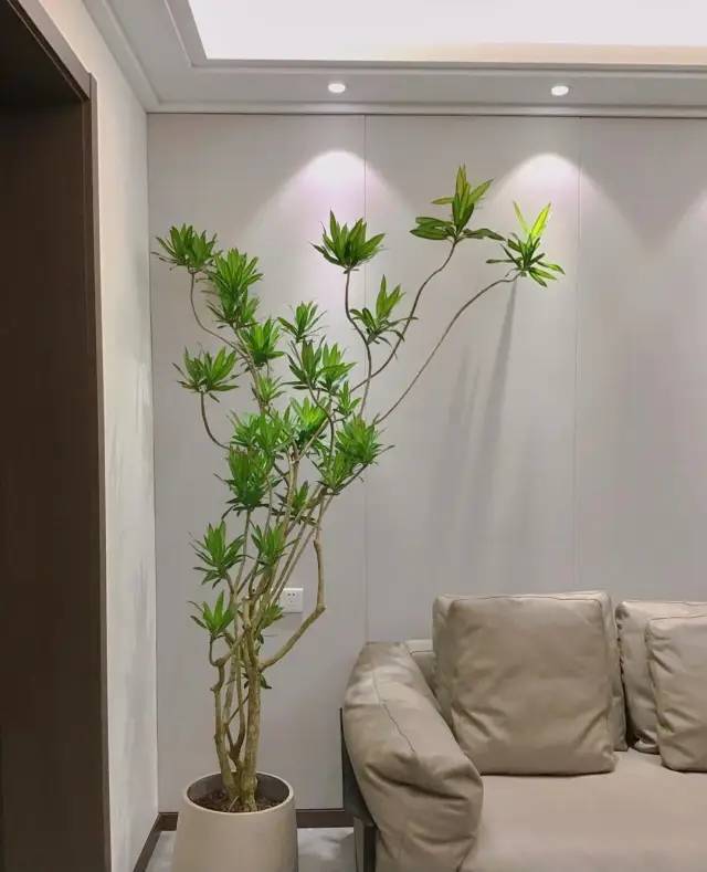 室内绿植软装搭配案例怎么摆,绿植与轻奢结合的软装搭配