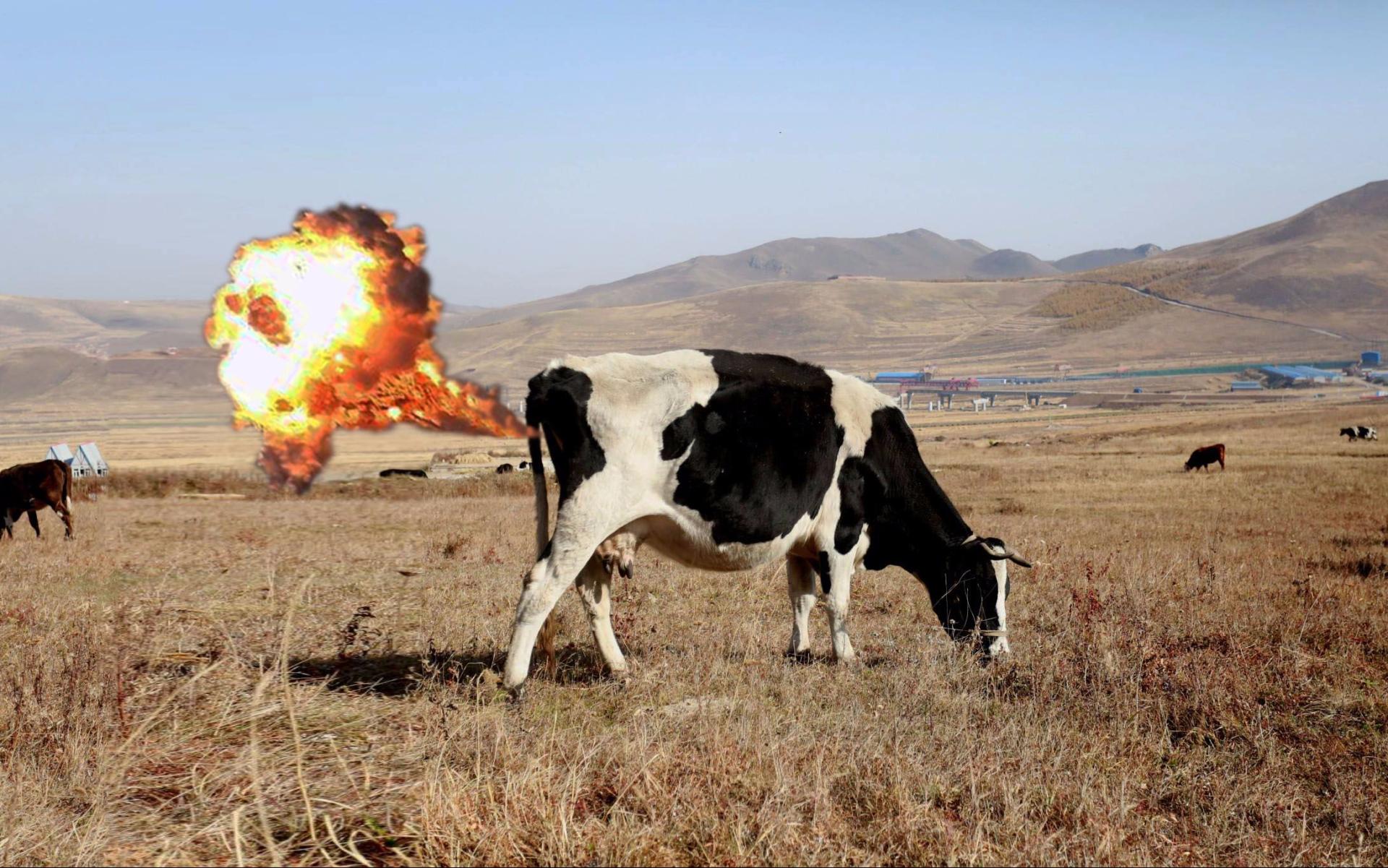 世界首个！牛羊打嗝也要收税？这个国家的做法大有深意