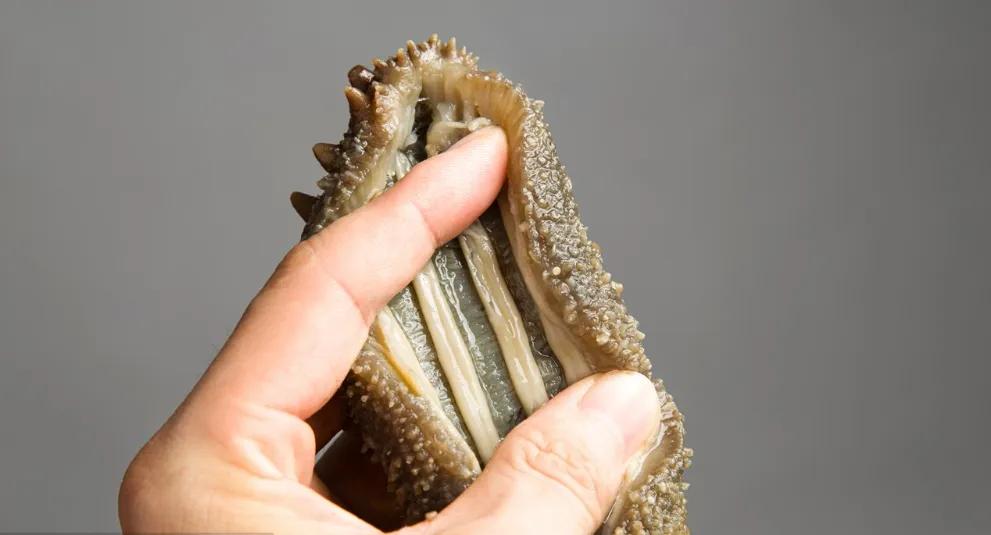 海参知识100问,海参知识图片大全