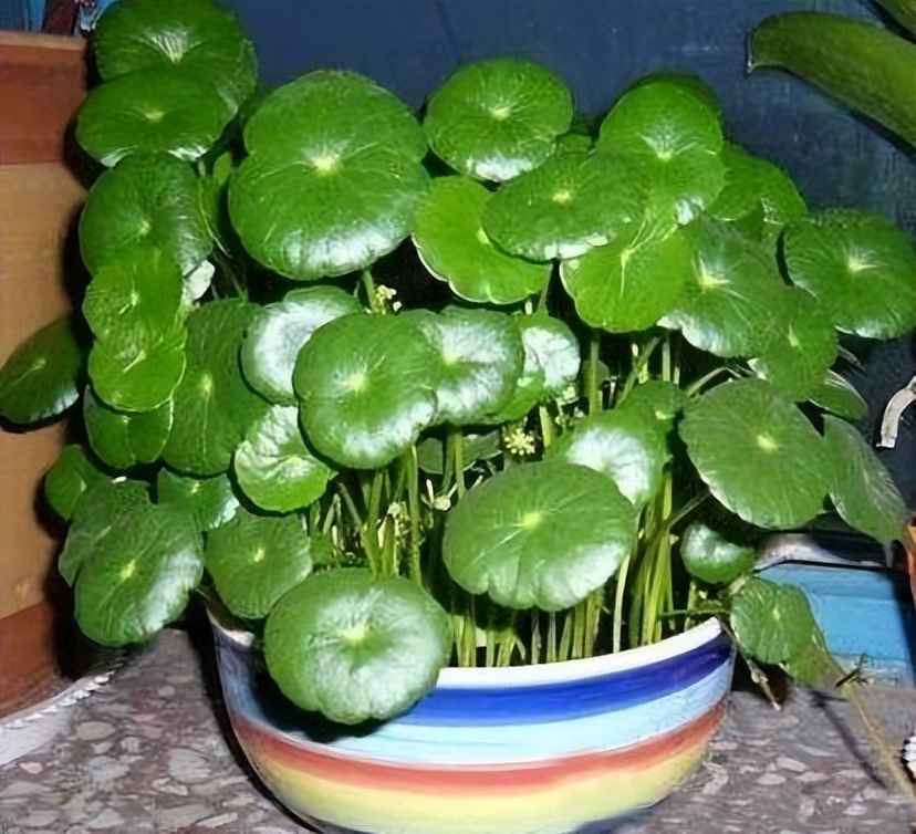 盆栽植物大型好养吸甲醛,甲醛最怕3种花