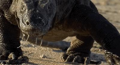 孤岛生存驯服猛犸象,方舟孤岛猛犸象