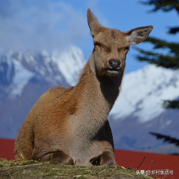 新西兰格伦诺基动物体验农场:一家以动物体验为主题的特色农场