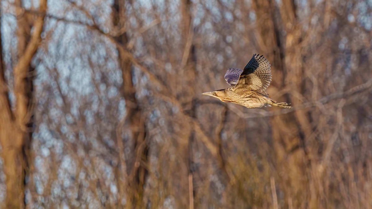 更轻、更锐、手持更稳适马60-600mmF4.5-6.3DGDNOS微单版镜头评测