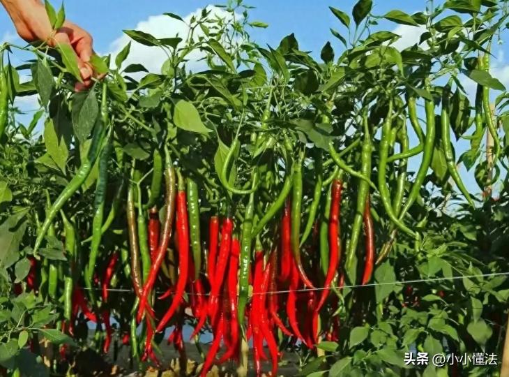 农户百亩辣椒不结果后续,农民100亩辣椒不结果