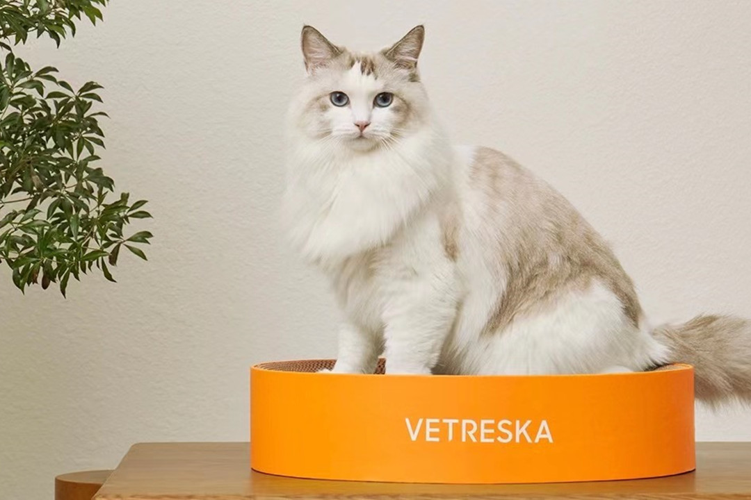 宠物也开始跨界做内衣了