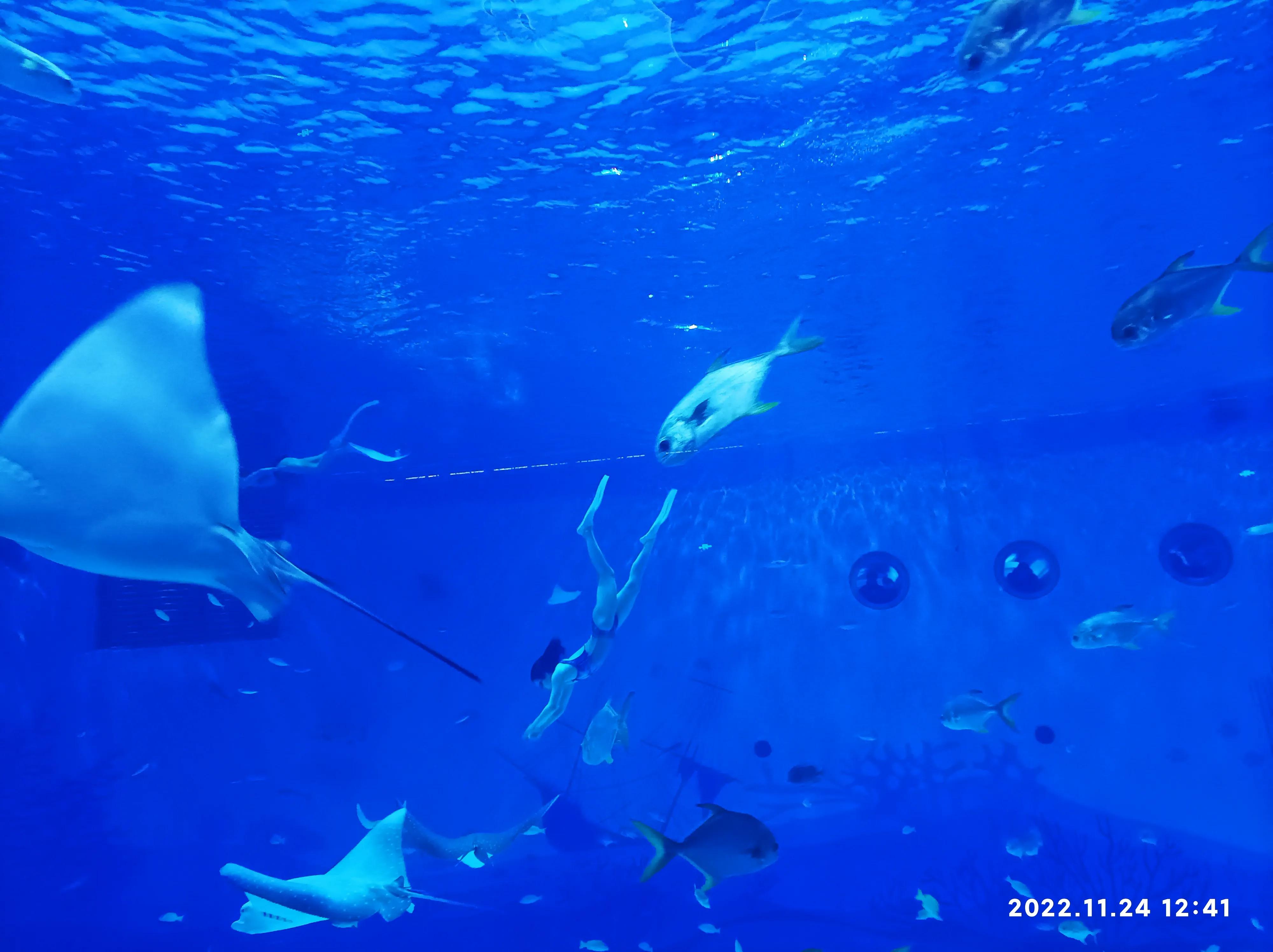 上海海昌海洋公园一日游vlog,上海海昌海洋公园一日游攻略虎鲸