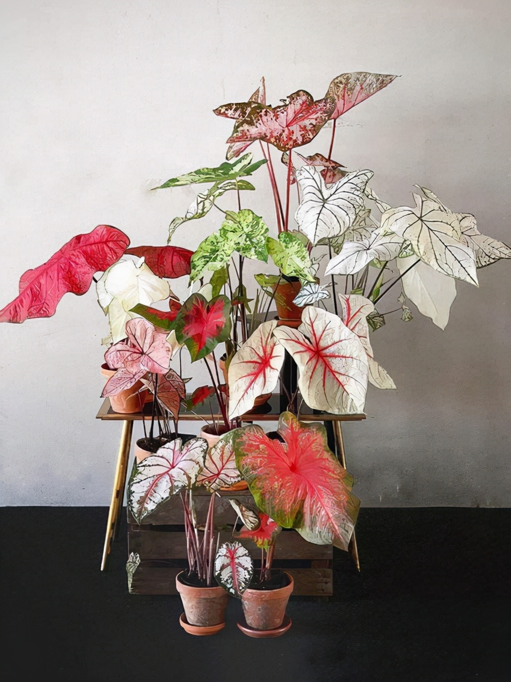 16种喜阴蔬菜,16种适合夏天养的花