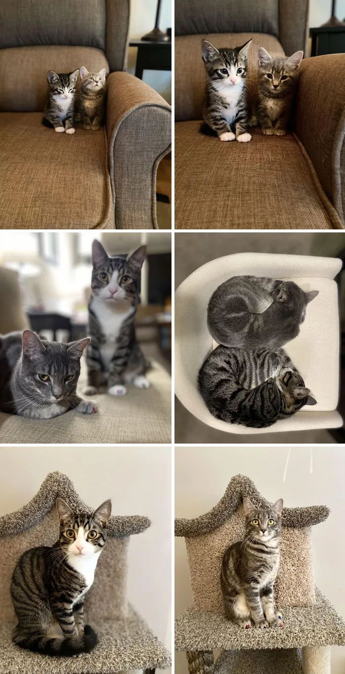 流浪猫被收养的前后对比,流浪猫被收养前后对比照暖心