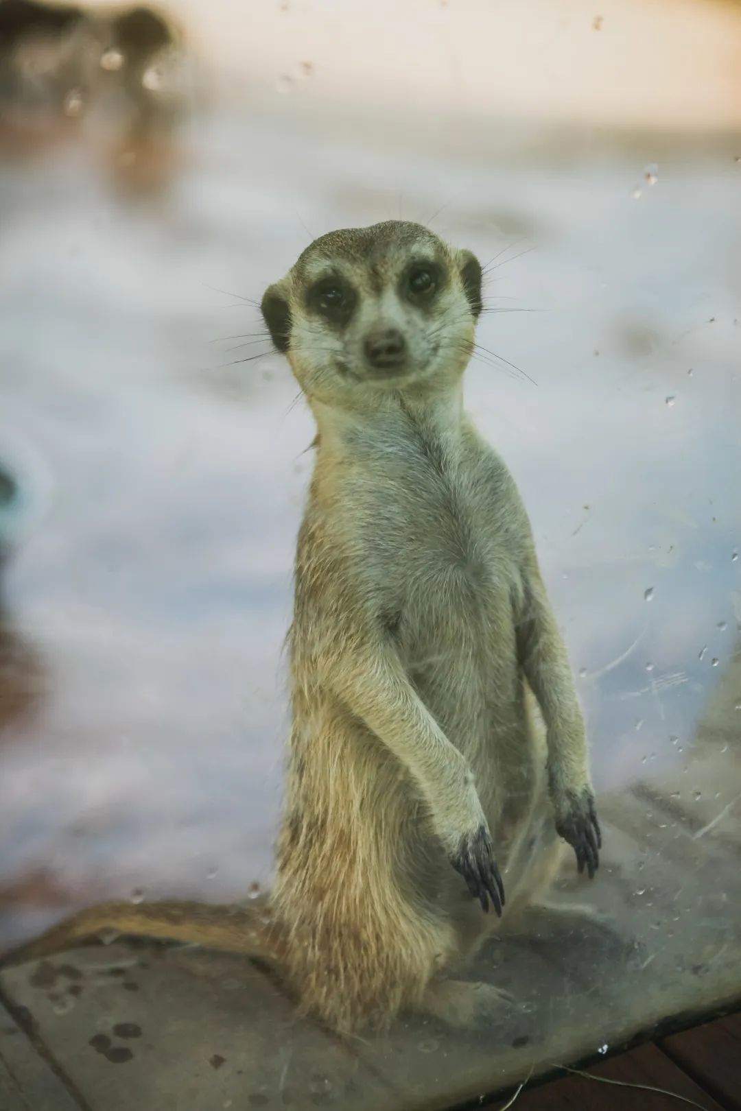 稻梦空间乡村生态观光园,稻梦空间采摘园